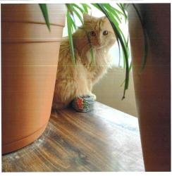 Lost Male Cat last seen HARRY AND SENECA, Wichita, KS 67203