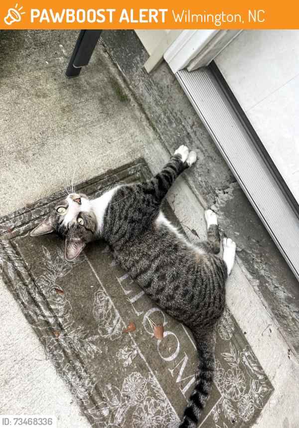 Found/Stray Male Cat last seen Franklin Ave, Lullwater and New Bern St, Wilmington, NC 28403