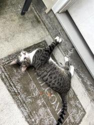 Found/Stray Male Cat last seen Franklin Ave, Lullwater and New Bern St, Wilmington, NC 28403