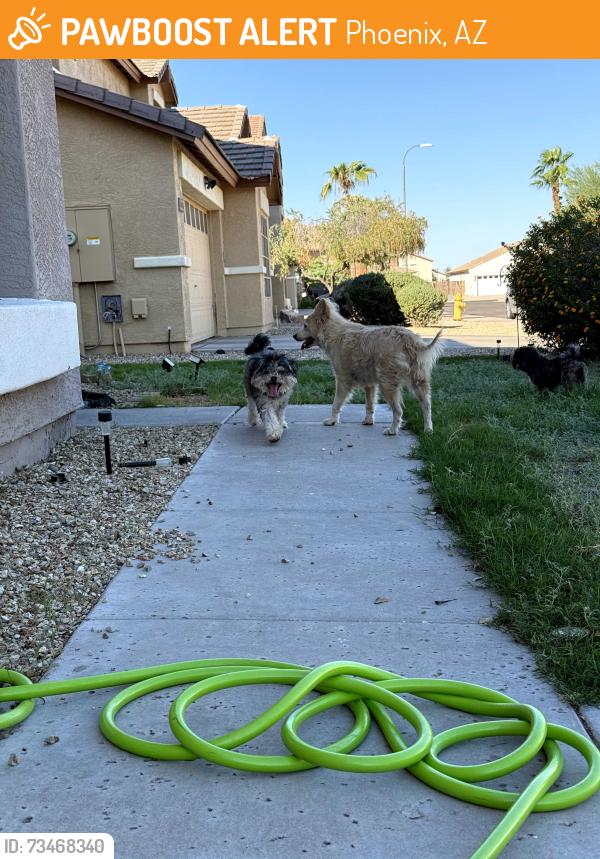 Found/Stray Unknown Dog last seen S 29th Ave & W vineyard, Phoenix, AZ 85339
