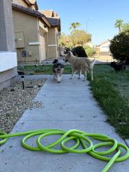 Found/Stray Unknown Dog last seen S 29th Ave & W vineyard, Phoenix, AZ 85339