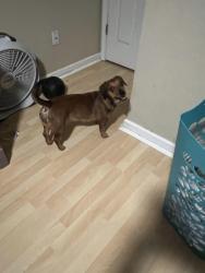 Reunited Unknown Dog last seen McDonald’s, Middleburg, FL 32068