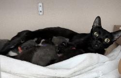 Shelter Stray Male Cat last seen Near E 139th, BRONX, NY, 10454, 326 E 110th St, New York, NY 10029, USA