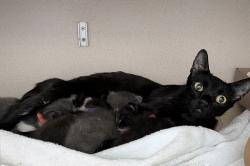 Shelter Stray Female Cat last seen Near E 139th, BRONX, NY, 10454, 326 E 110th St, New York, NY 10029, USA