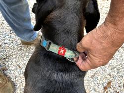 Found/Stray Male Dog last seen Dobbin Huffsmith and campwood dr, Magnolia, TX 77354