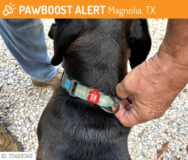 Found/Stray Male Dog last seen Dobbin Huffsmith and campwood dr, Magnolia, TX 77354