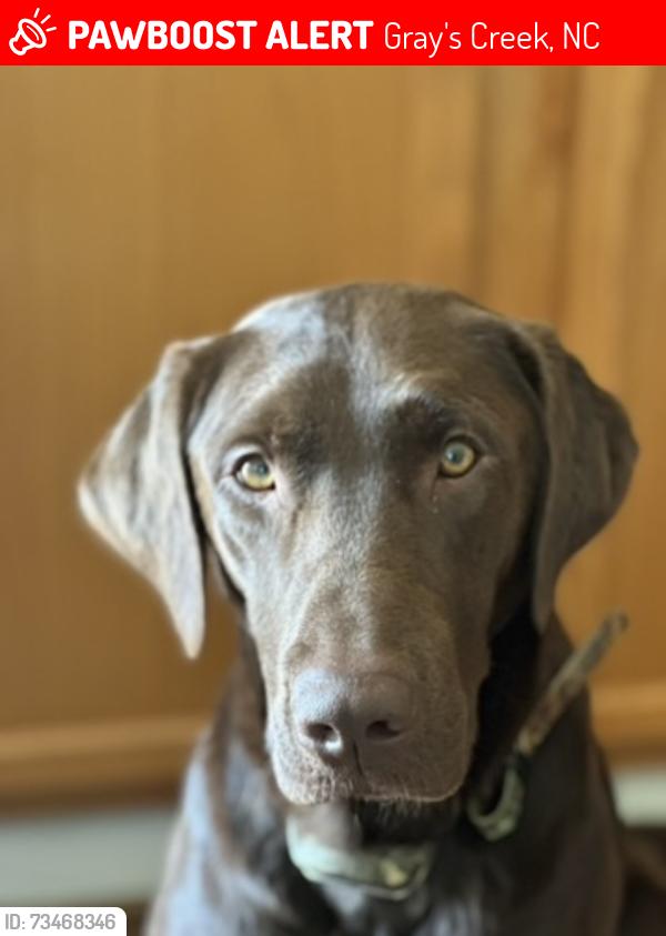 Lost Male Dog last seen Sim Canady Road, Gray's Creek, NC 28348