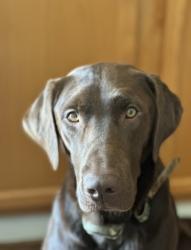 Lost Male Dog last seen Sim Canady Road, Gray's Creek, NC 28348