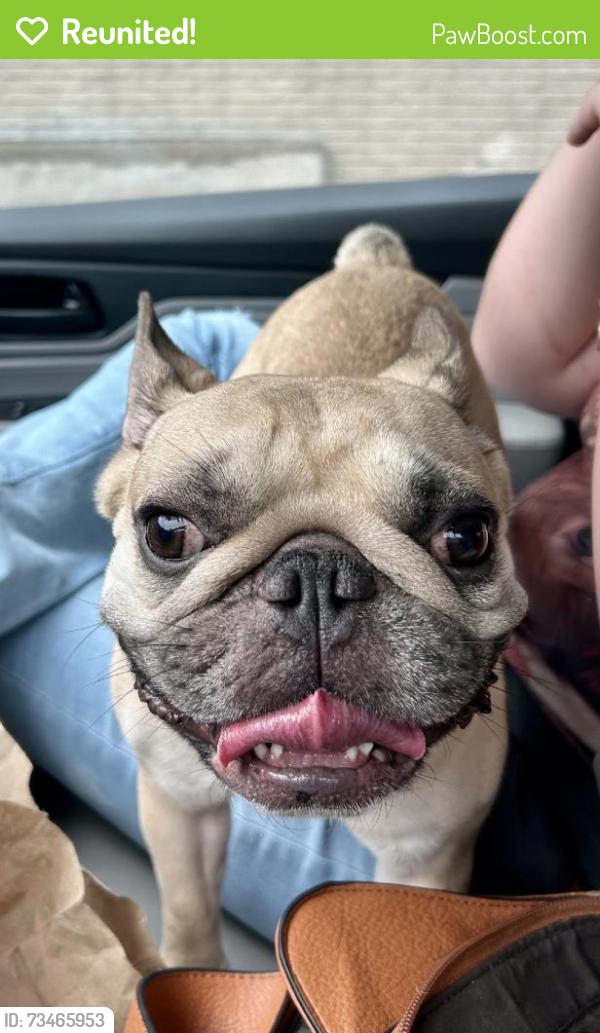 Reunited Unknown Dog last seen Van Ness Ln, Dallas, TX 75220, USA, Dallas, TX 75220