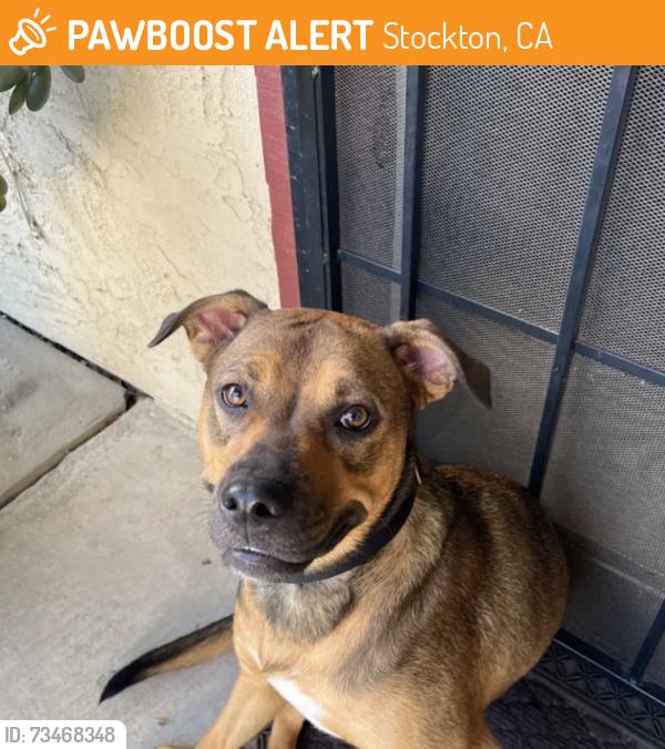 Found/Stray Female Dog last seen Laguna Cir, Stockton, CA 95206