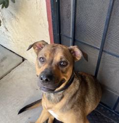 Found/Stray Female Dog last seen Laguna Cir, Stockton, CA 95206
