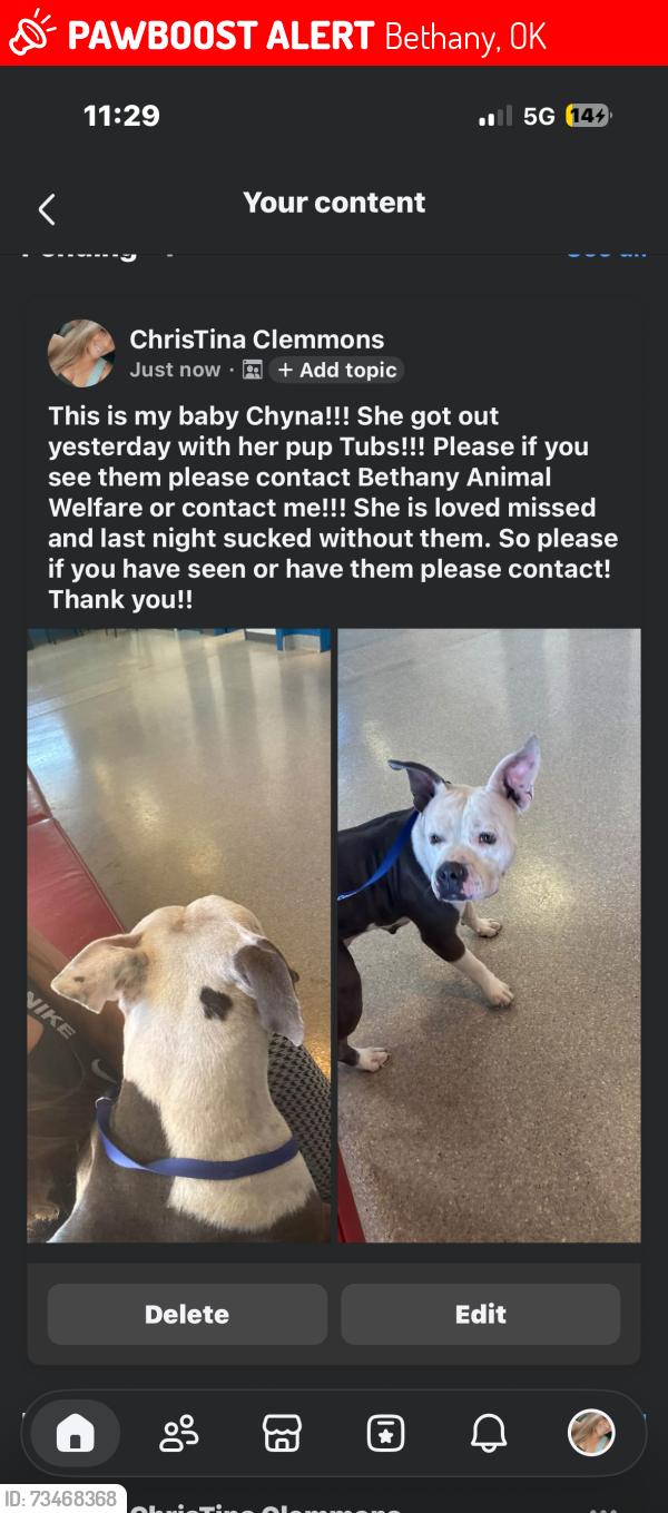 Lost Female Dog last seen Nw 30th and Muller, Bethany, OK 73008