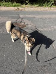 Found/Stray Male Dog last seen Glenwood and Washburn, Minneapolis, MN 55405