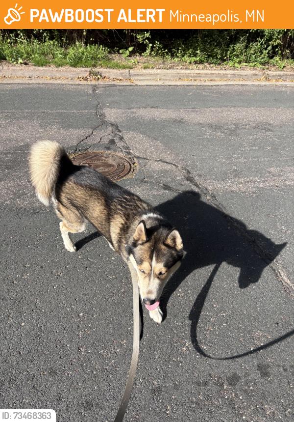 Found/Stray Male Dog last seen Glenwood and Washburn, Minneapolis, MN 55405