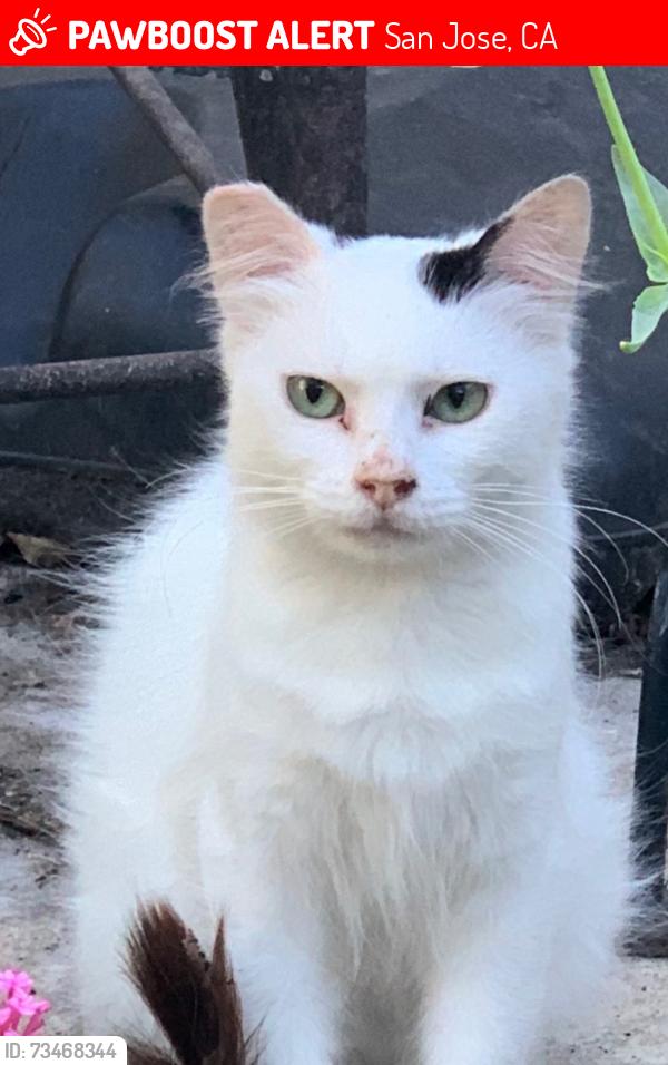 Lost Female Cat last seen Lincoln and Pascoe, San Jose, CA 95125