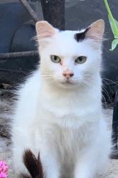 Lost Female Cat last seen Lincoln and Pascoe, San Jose, CA 95125