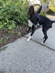 Reunited Male Dog last seen Alexander/MeadowLakeDr, Stockton, CA 95207