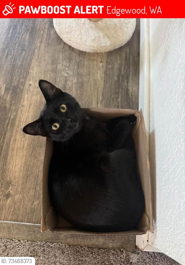 Lost Male Cat last seen Austin Auto Sales & Church of God Ministry of Hesus Christ, 29th St E & Meridian, Edgewood, WA 98372
