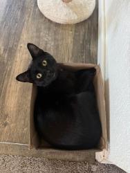 Lost Male Cat last seen Austin Auto Sales & Church of God Ministry of Hesus Christ, 29th St E & Meridian, Edgewood, WA 98372