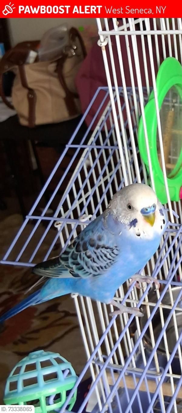 Lost Male Bird last seen Carla lane West Seneca, West Seneca, NY 14224