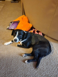 Reunited Female Dog last seen Near S CEDAR AVE, Yuma, AZ 85365
