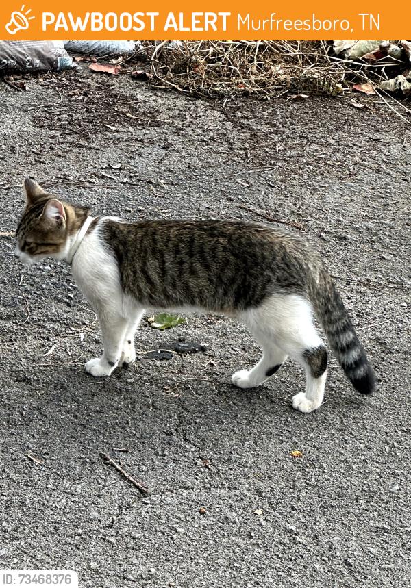 Found/Stray Unknown Cat last seen S Maney Ave and E Main St, Murfreesboro, TN 37132
