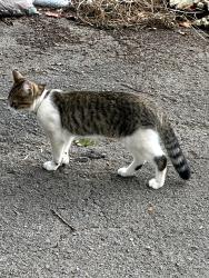 Found/Stray Unknown Cat last seen S Maney Ave and E Main St, Murfreesboro, TN 37132
