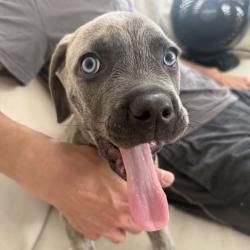 Shelter Stray Male Dog last seen , 3612 11th Ave, Los Angeles, CA 90018, USA