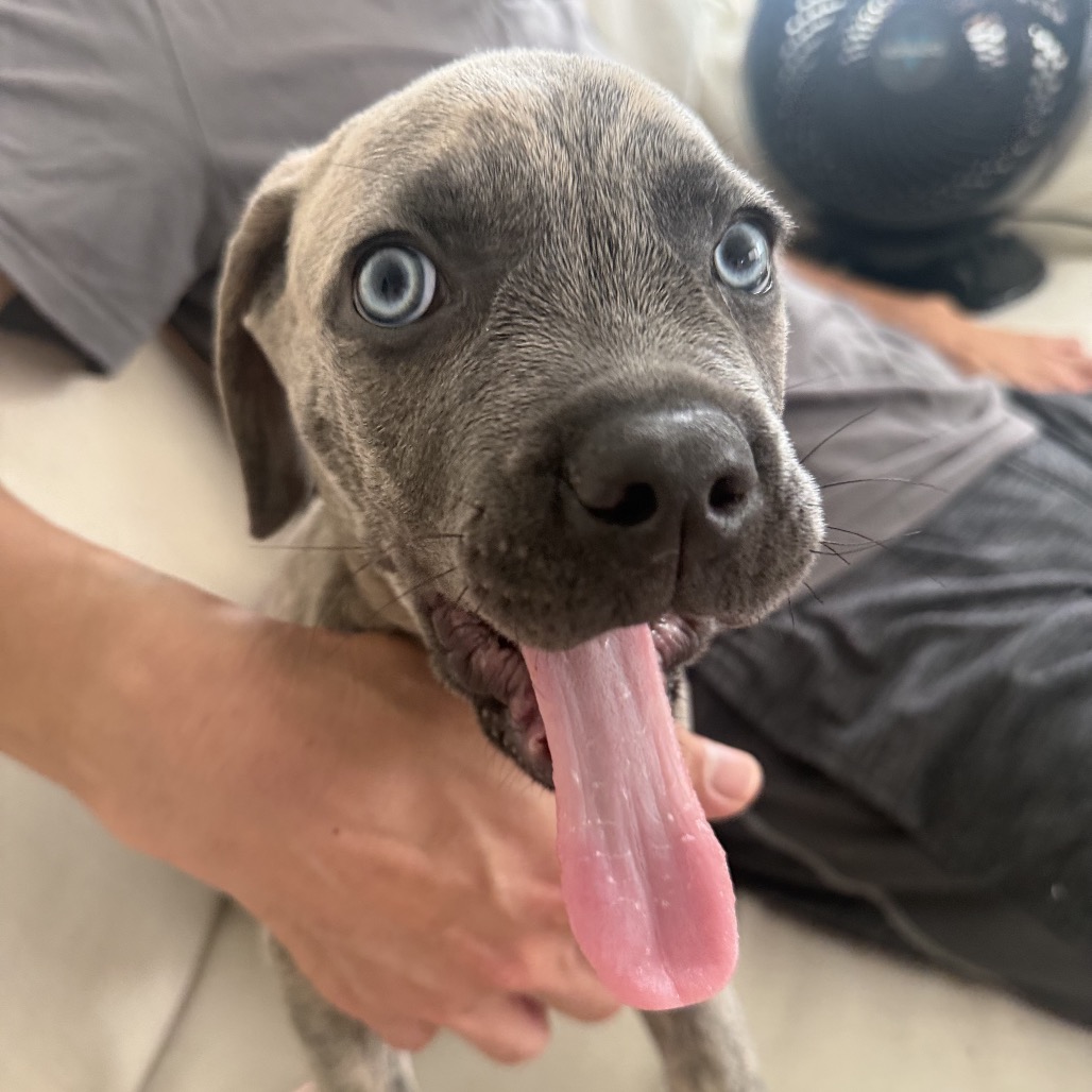 Shelter Stray Male Dog last seen , 3612 11th Ave, Los Angeles, CA 90018, USA