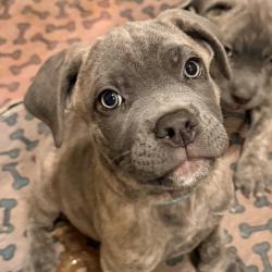 Shelter Stray Male Dog last seen , 3612 11th Ave, Los Angeles, CA 90018, USA