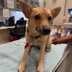 Shelter Stray Male Dog last seen , 8464 Beach Blvd, Jacksonville, FL 32216, USA