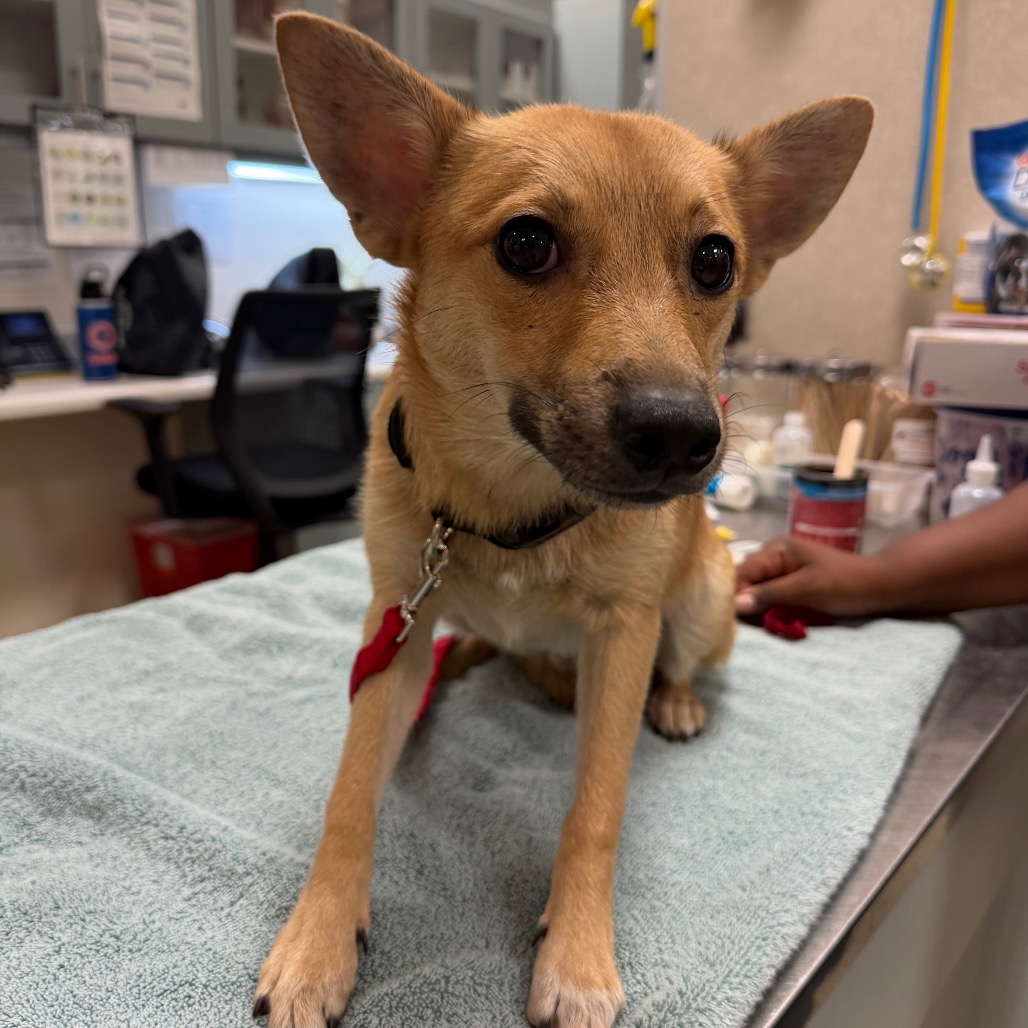 Shelter Stray Male Dog last seen , 8464 Beach Blvd, Jacksonville, FL 32216, USA