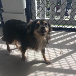 Shelter Stray Female Dog last seen , 3607 N Armenia Ave, Tampa, FL 33607, USA