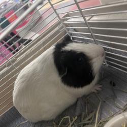 Shelter Stray Female Other last seen , Animal Care & Control Team of Philly, 111 W Hunting Park Ave, Philadelphia, PA 19140, USA