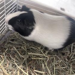 Shelter Stray Male Other last seen , Animal Care & Control Team of Philly, 111 W Hunting Park Ave, Philadelphia, PA 19140, USA