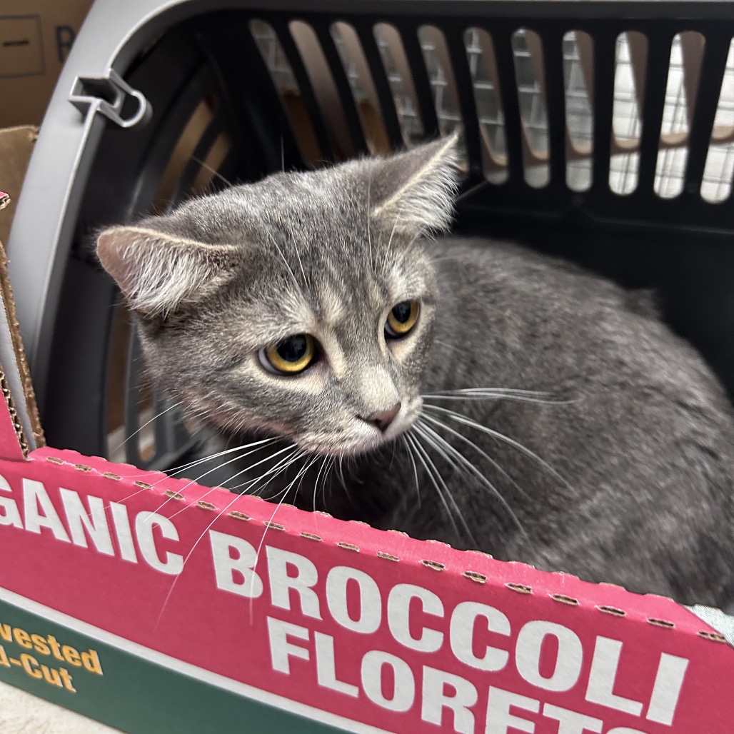 Shelter Stray Female Cat last seen , Animal Care & Control Team of Philly, 111 W Hunting Park Ave, Philadelphia, PA 19140, USA