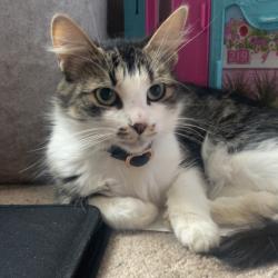 Shelter Stray Female Cat last seen , Animal Care & Control Team of Philly, 111 W Hunting Park Ave, Philadelphia, PA 19140, USA