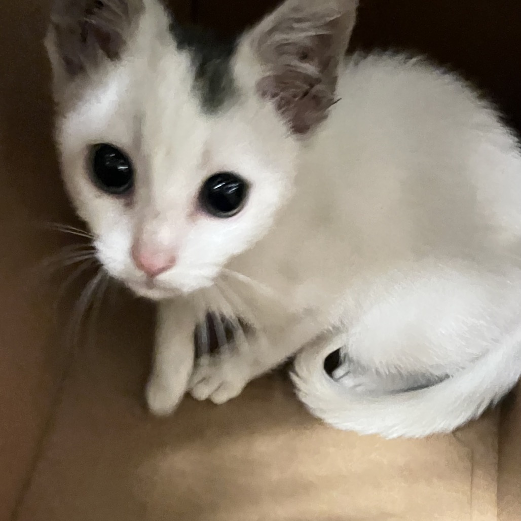 Shelter Stray Female Cat last seen , Animal Care & Control Team of Philly, 111 W Hunting Park Ave, Philadelphia, PA 19140, USA