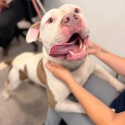 Shelter Stray Unknown Dog last seen , Animal Care & Control Team of Philly, 111 W Hunting Park Ave, Philadelphia, PA 19140, USA