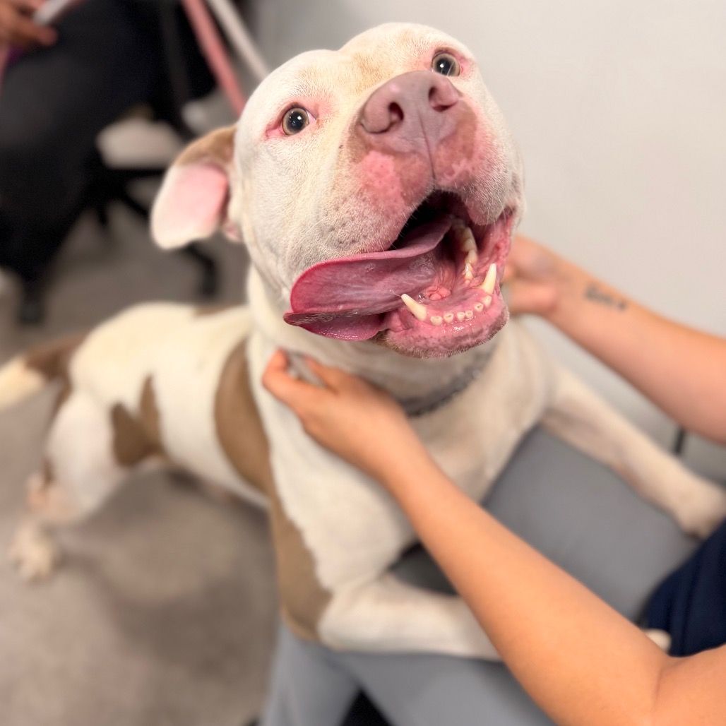 Shelter Stray Unknown Dog last seen , Animal Care & Control Team of Philly, 111 W Hunting Park Ave, Philadelphia, PA 19140, USA