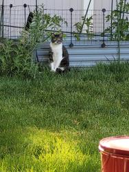 Reunited Male Cat last seen Near South 3325 West Roy, UT., Roy, UT 84067