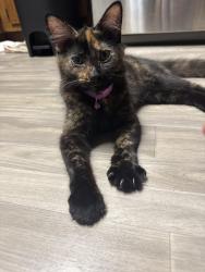 Found/Stray Female Cat last seen Friendship Rd. and Sardis Church Rd., Buford, GA 30519