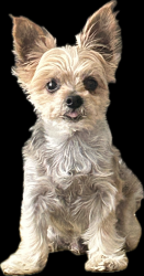 Reunited Male Dog last seen W Harpeth Rd, Franklin, TN 37064
