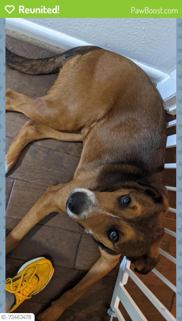 Reunited Male Dog last seen Endicott and Starkridge, Houston, TX 77035