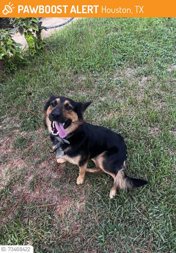 Found/Stray Male Dog last seen Marinette, Houston, TX 77074