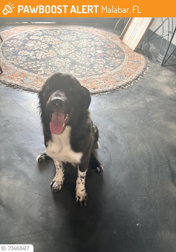 Found/Stray Female Dog last seen Babcock and Malabar, Malabar, FL 32950