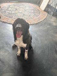 Found/Stray Female Dog last seen Babcock and Malabar, Malabar, FL 32950