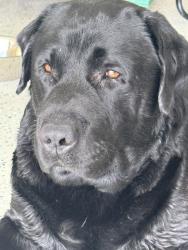 Found/Stray Male Dog last seen Heritage square, Haines City, FL 33844