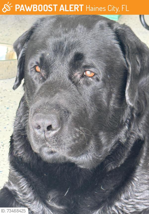 Found/Stray Male Dog last seen Heritage square, Haines City, FL 33844