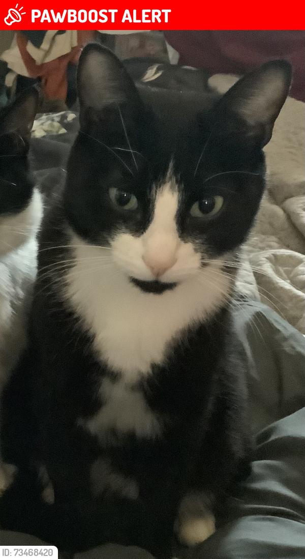 Lost Male Cat last seen Melton Constable country club, Norfolk, England NR24 2DB